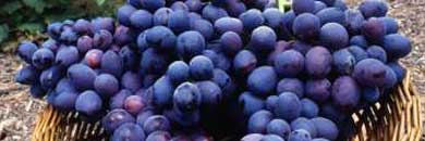 Portuguese wines, red wine from Portugal