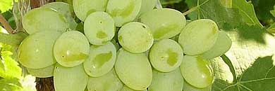 Portuguese wines, white wine